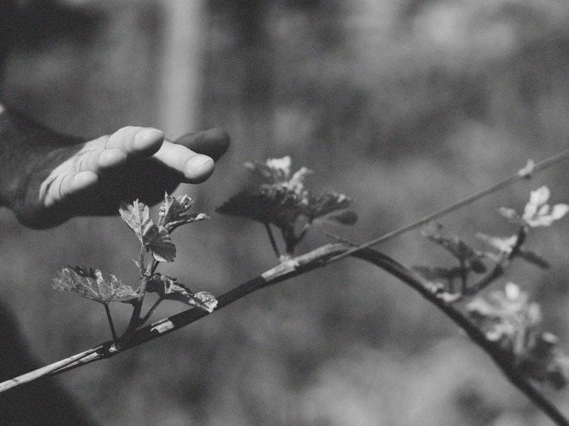 Philosophie Bio Weinbau Nachhaltige Bio-Weinbau Methoden im Mullay Weinberg - Ökologischer Weinanbau an der Mosel