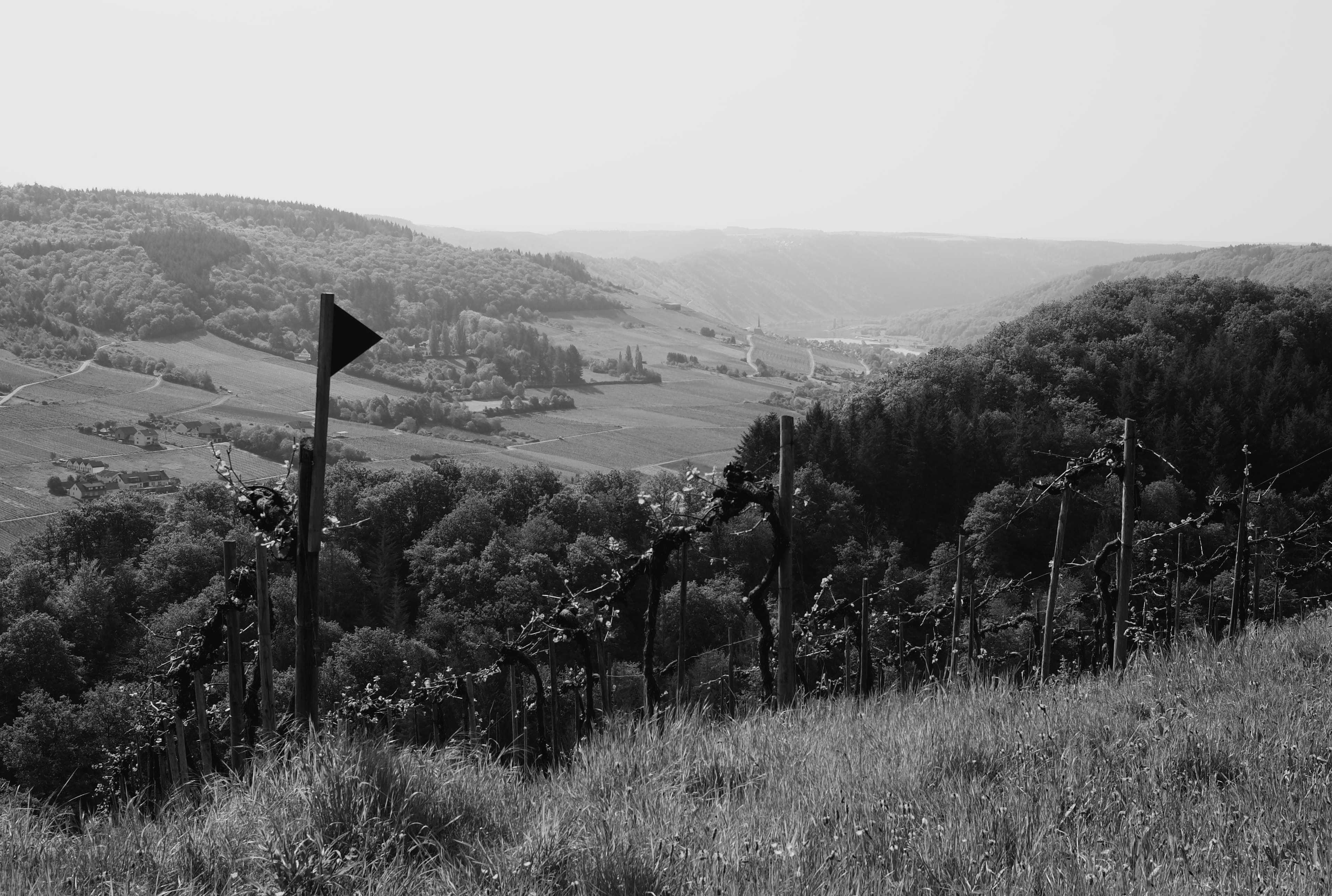 Weinberg im Burgerbach