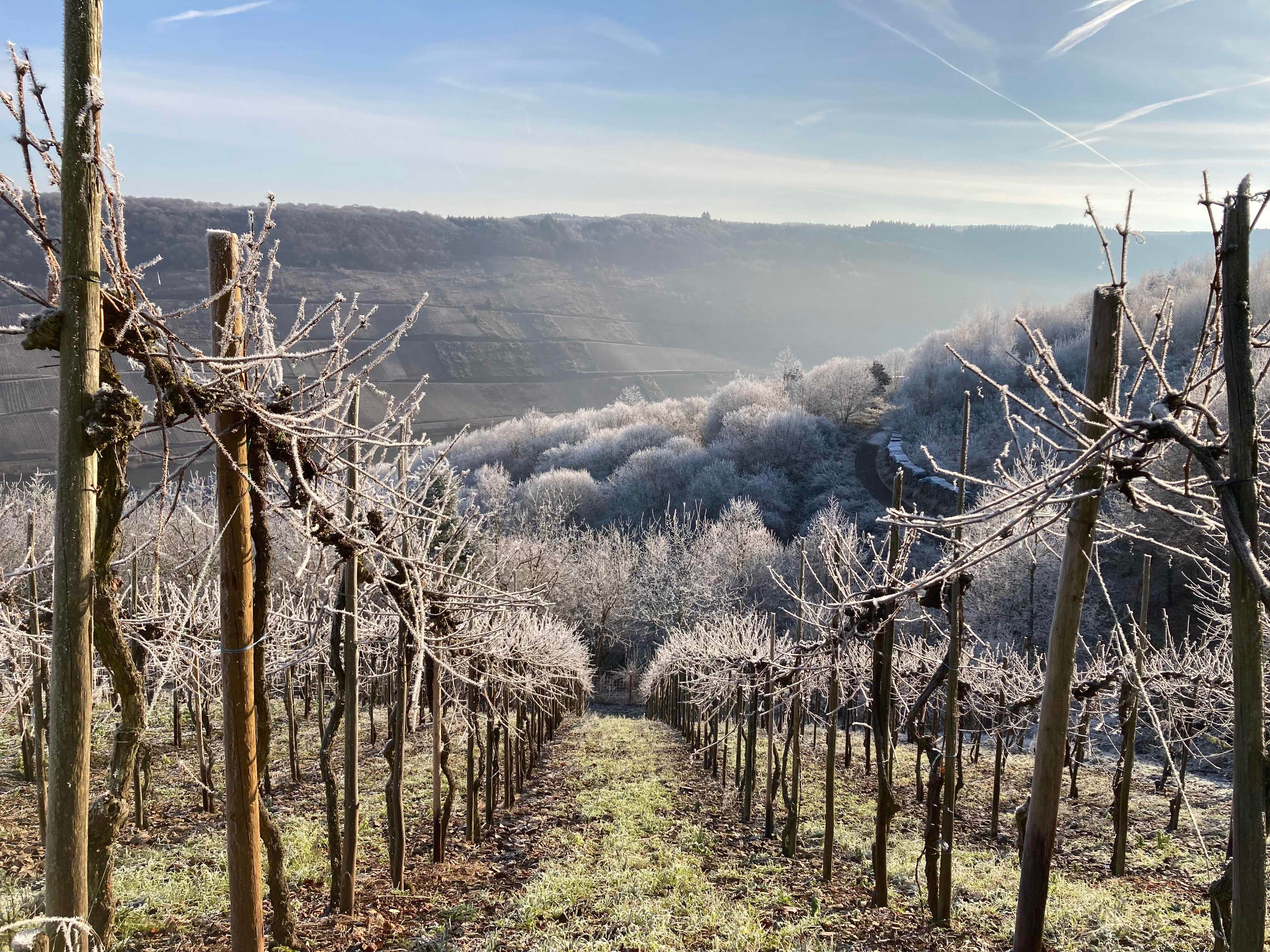 Sanfter Rebschnitt – Der Weg zu gesunden Reben und hochwertigen Weinen
